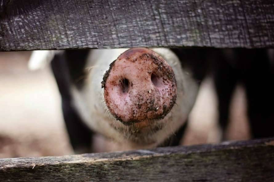 Африканская чума свиней обнаружена в одном из районов Киева