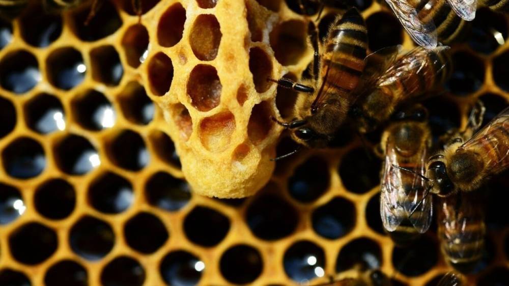 Американские ученые обнаружили радиоактивные следы в пчелином меде