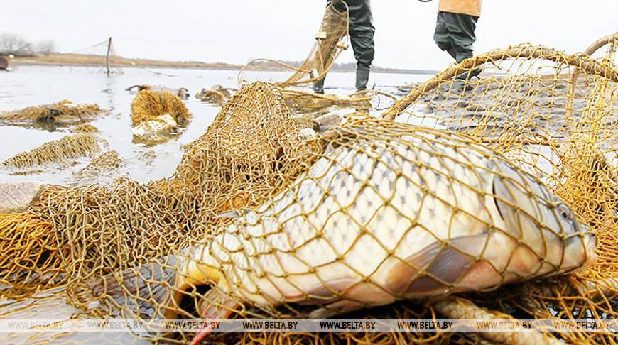 Госинспекторы выпустили из сетей около 300 кг рыбы на озере в Брестской области