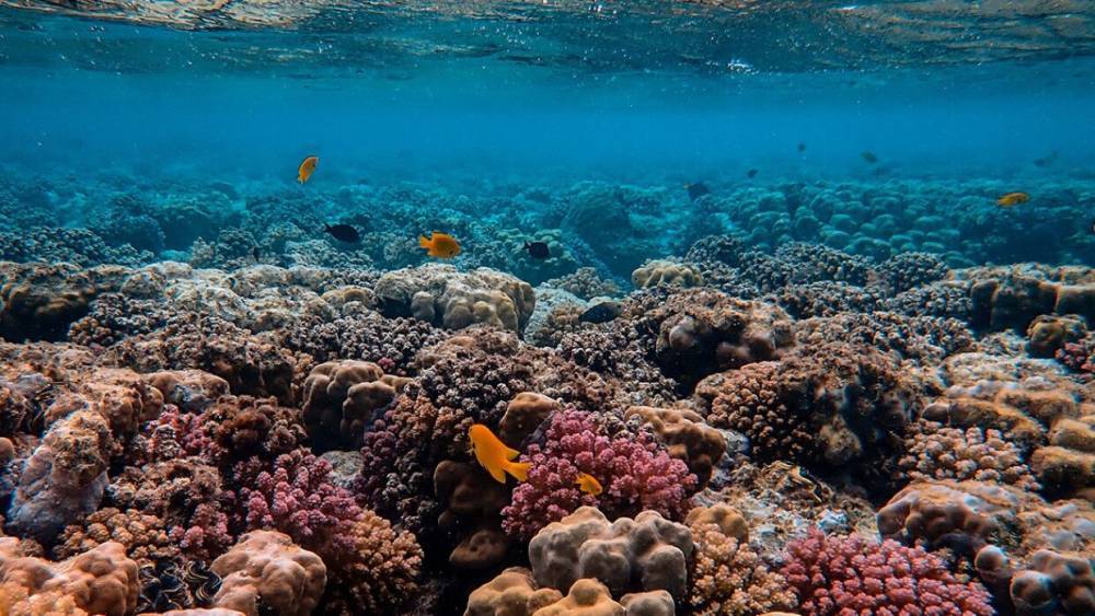 Японские ученые нашли фермент, который может спасти кораллы от вымирания