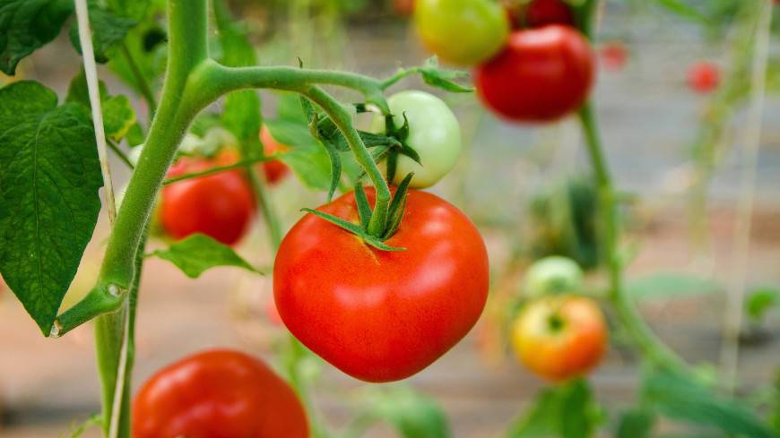 Секрет урожая: что лучше насыпать в лунки под рассаду томатов?