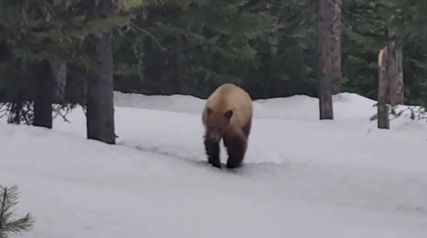 Американец почти километр уходил от медведя и уговаривал его не есть - видео