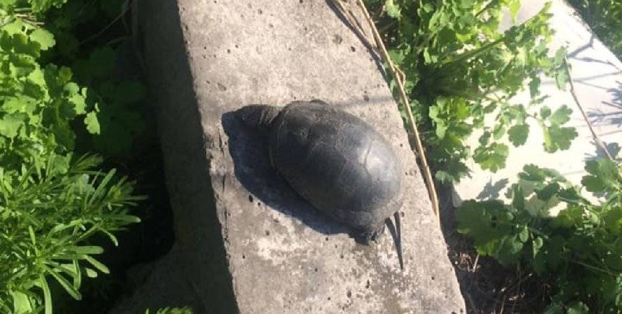 В Днепре черепахи массово вымирают из-за экологической катастрофы