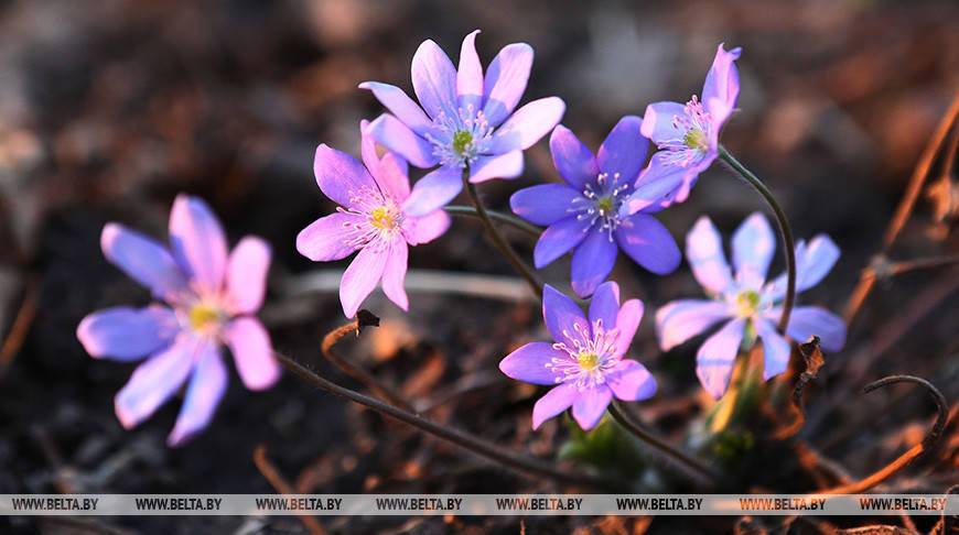 В Минске экологи проводят рейды по местам несанкционированной торговли первоцветами