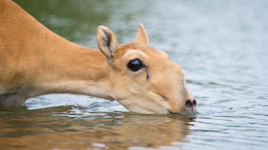 Kinder® и WWF России запустили проект «Позаботимся о сайгаках вместе!» в поддержку исчезающего вида степных антилоп