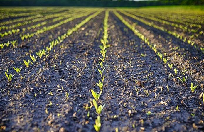 Сахарную свелку на Днепропетровщине выращивает одна агрокомпания