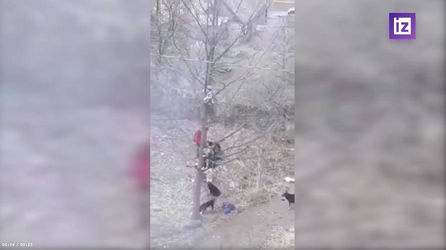 Бродячие собаки в Башкирии загнали школьников на дерево