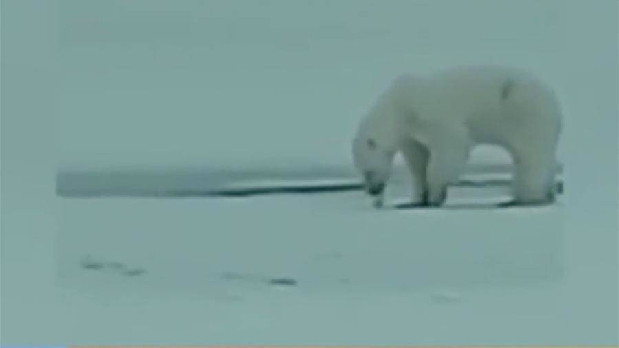 Белый медведь «ограбил» рыбака в Якутии