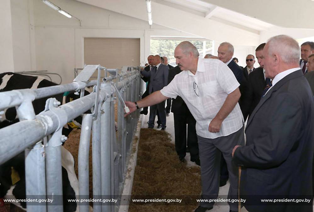Лукашенко бьет тревогу: состоянии дел в животноводстве «несколько настораживает»
