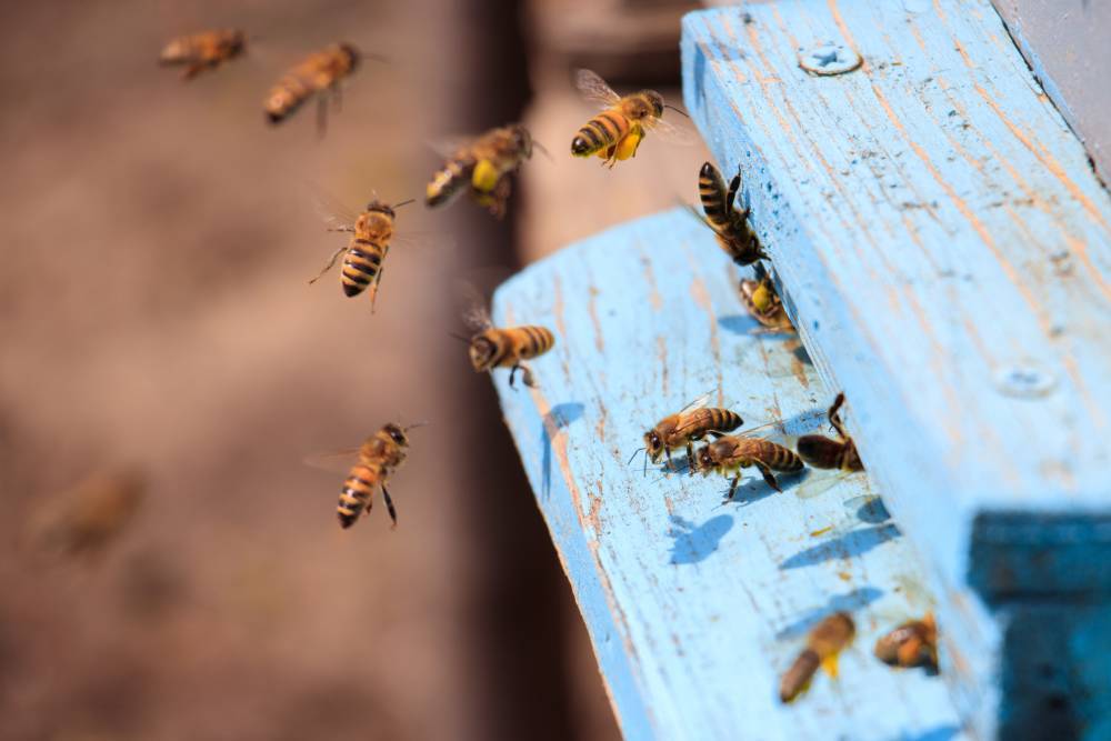 Запреты дня 30 апреля 2021: Что нельзя делать на Зосиму-пчельника
