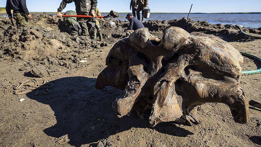 Добычу кости мамонта выведут из «серой» сферы бизнеса в Якутии