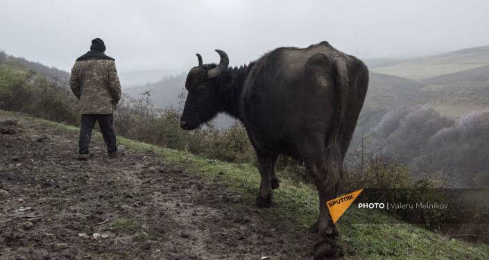 "Был туман": в Шурнухе шесть коров перешли на азербайджанскую сторону