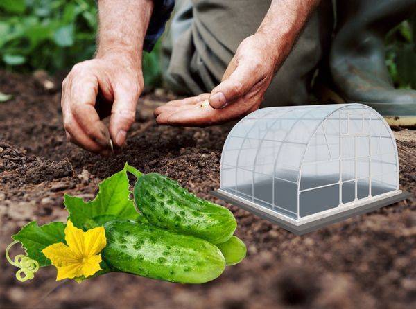 Когда и как сеять огурцы в теплицу из поликарбоната: пошаговая инструкция для начинающих огородников