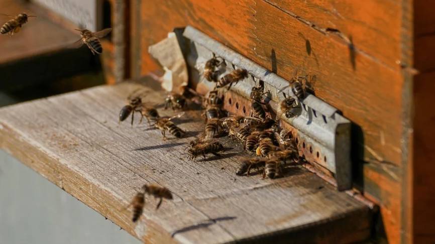 Народные приметы на 30 апреля: как пчелы указывают на урожай