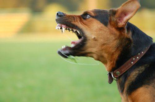 Почему на одних людей собака лает, а на других — нет: ответ ветеринара