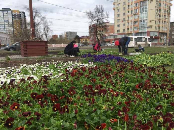 В Иванове стартовали работы по цветочному оформлению городских клумб