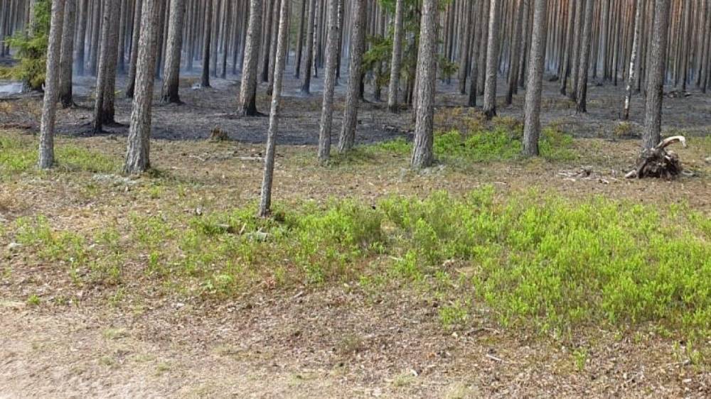 Труп пропавшего в декабре жителя Бердска обнаружили в лесу