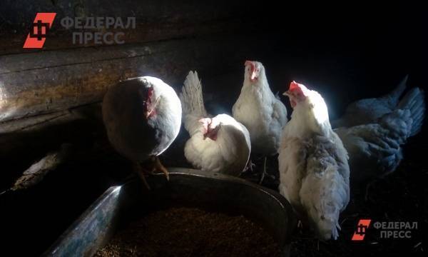 Толпа народа в Вологодском районе собралась, чтобы купить куриц