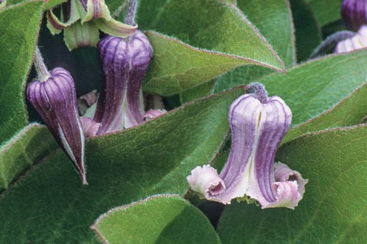 В ботаническом саду «Сириуса» планируют вывести новый сорт американского растения
