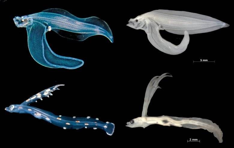 Ночные дайверы-фотографы помогают ученым исследовать неизвестные ранее личинки рыб: фото