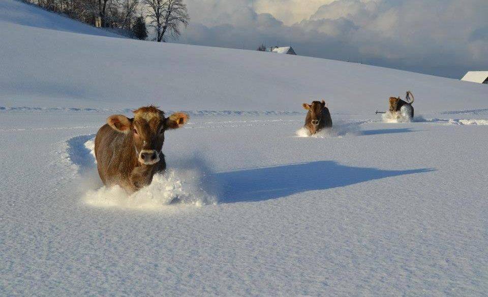 У якутских коров найден позволяющий выживать в суровые морозы ген