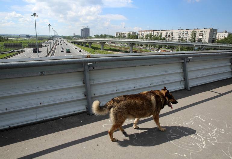 Два государственных приюта для бездомных животных создадут в Петербурге