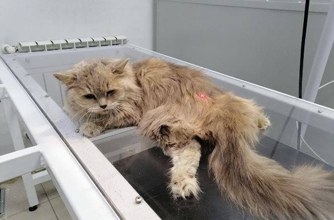 В Челябинске возбуждено уголовное дело в отношении жительницы, выбросившей кошку в окно