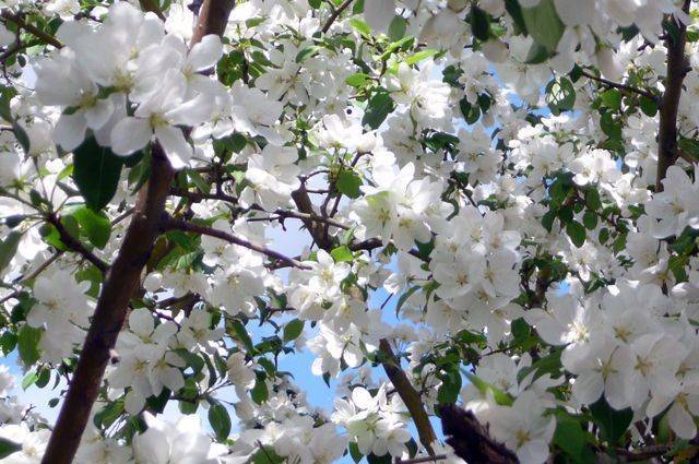 В столичном районе Фили-Давыдково возрождается Яблоневый сад