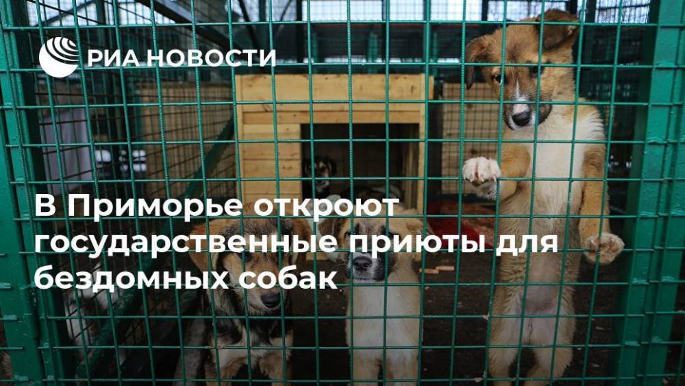 В Приморье откроют государственные приюты для бездомных собак