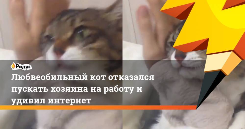 Любвеобильный кот отказался пускать хозяина на работу и удивил интернет