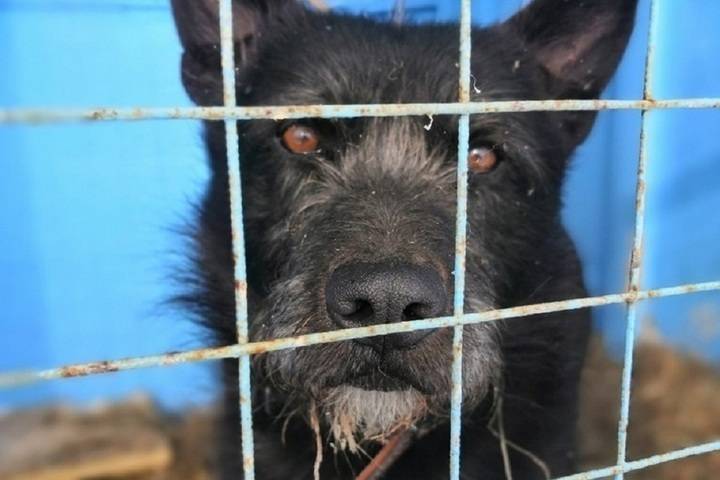 В Рыбинске неизвестные отравили собаку из приюта