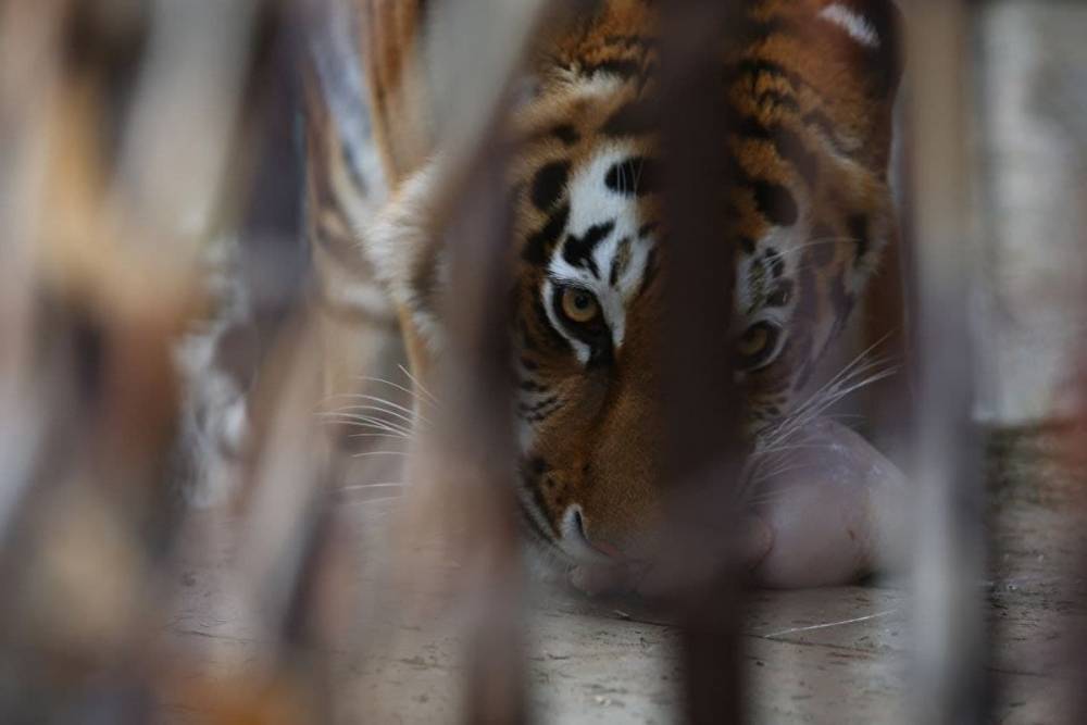 Екатеринбургский зоопарк попросил ₽70,5 млн на ремонт клеток, в которых тесно животным