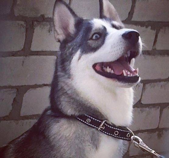 Разыскиваемая в Ульяновске собака Луна стала жертвой «маньяка с промзоны»