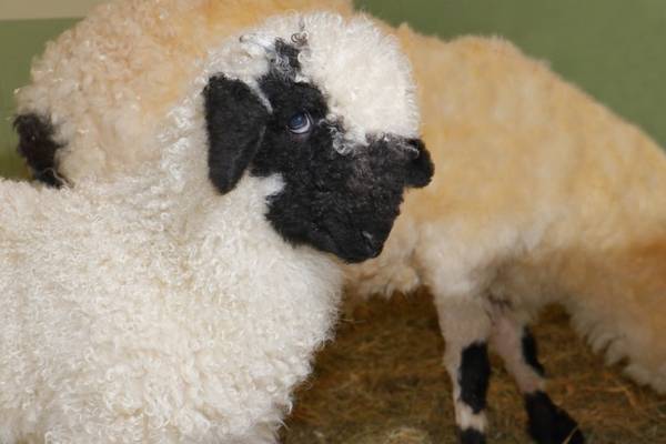 Ленинградский зоопарк показал подрастающего детёныша валлийской овцы