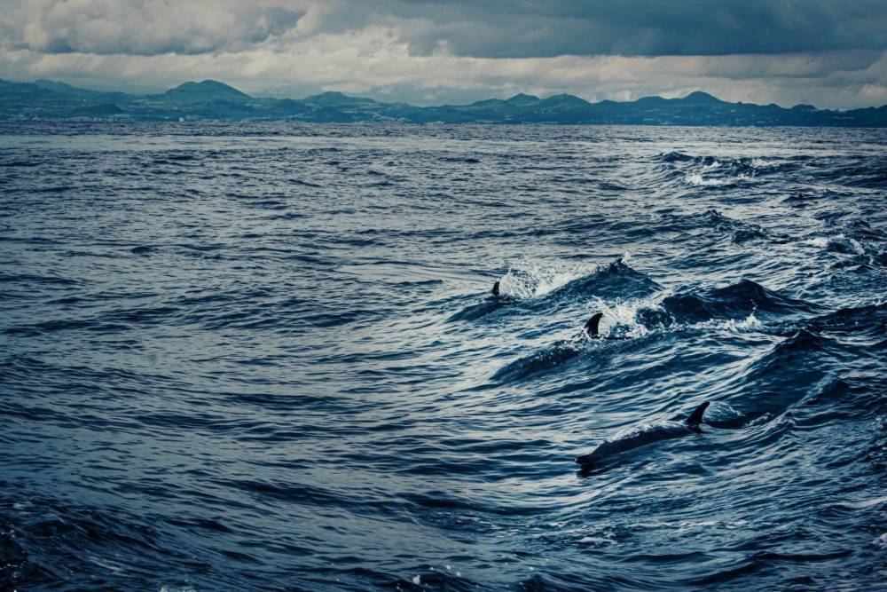 Массовую гибель дельфинов зафиксировали у берегов Ганы