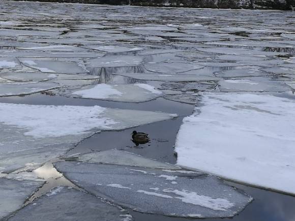 Женщину спасли с дрейфующей льдины на Москве-реке