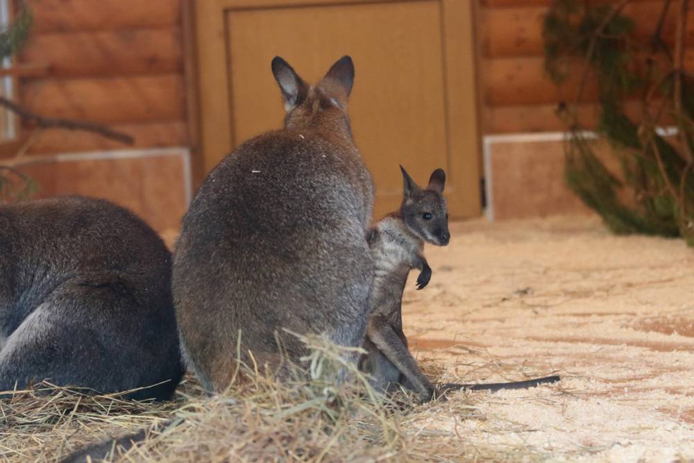 Ленинградский зоопарк показал новорожденных детенышей кенгуру