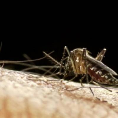 В Роспотребнадзоре призвали россияне не выезжать в Африку из-за малярии
