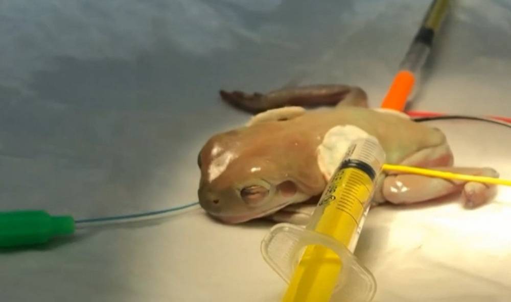 Уникальная операция: ветеринары удалили опухоль у 16-летней лягушки