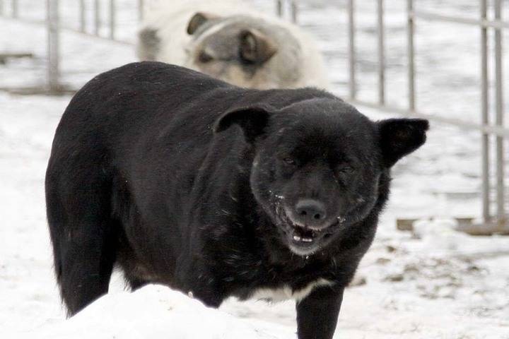 В Астраханской области свора собак растерзала мужчину