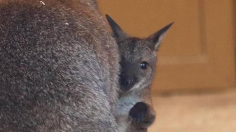 В Ленинградском зоопарке из сумок мам вылезли кенгурята