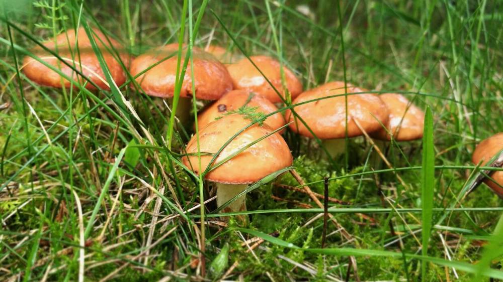 Американские ученые обнаружили у грибов уникальное свойство