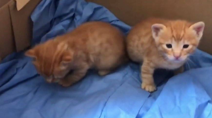 Кошка принесла больного котенка к врачу и умилила соцсети (Видео)
