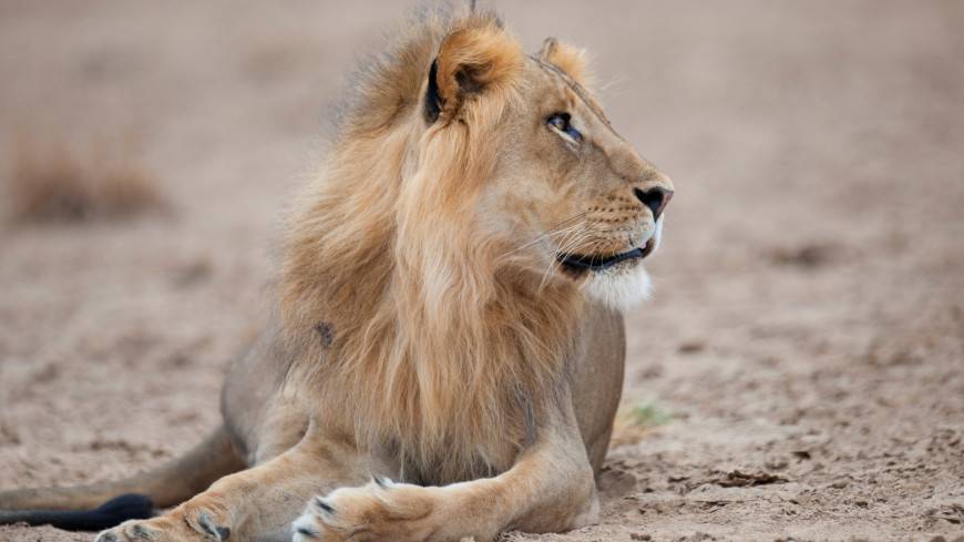 Заразительная зевота помогает львам общаться и «обсуждать» действия