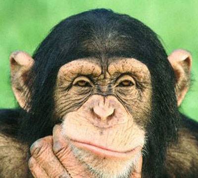 В Сочи на обезьянах испытали две новые российские вакцины от коронавируса