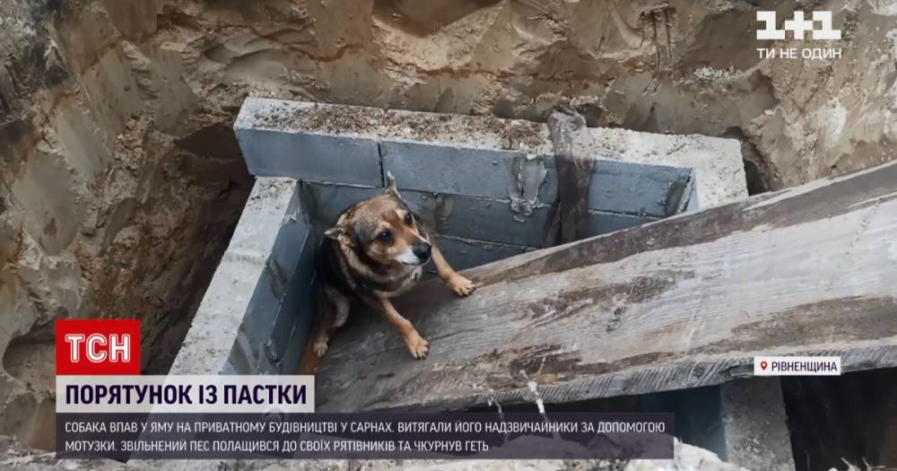 В Ровенской области собака упала в яму, бедолагу из ловушки спасали чрезвычайники: видео