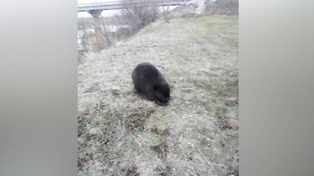 Огромный бобр напал на домашнюю собаку в Ростовской области