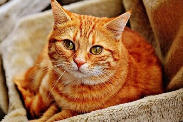 В российском городе 12 кошек «арестовали» за долги хозяйки
