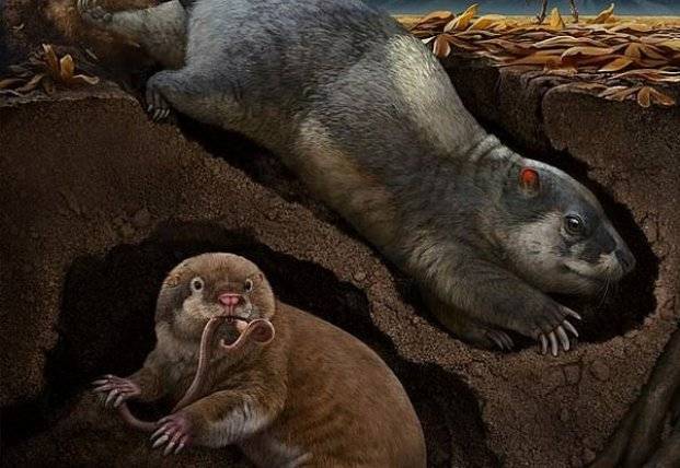 Ученые нашли неизвестные ранее виды животных, которые жили в Китае 120 млн лет (фото)