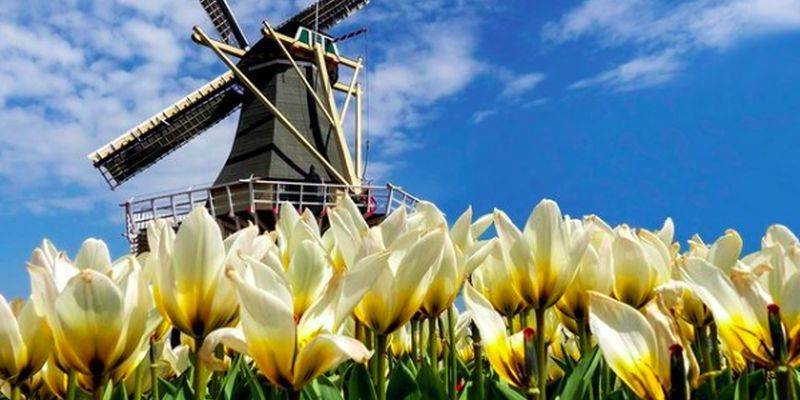 В Нидерландах начинают цвести тюльпаны - Фото и видео, как они выглядят 2021 - ТЕЛЕГРАФ